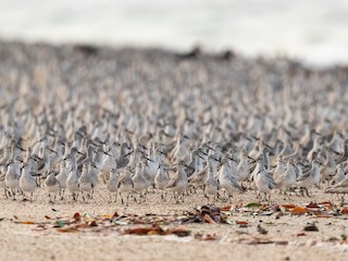 Nonbreeding adult/immature - JJ Harrison - ML623357214