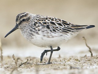  - Broad-billed Sandpiper