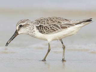  - Broad-billed Sandpiper