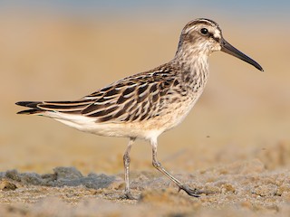  - Broad-billed Sandpiper