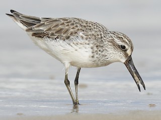  - Broad-billed Sandpiper