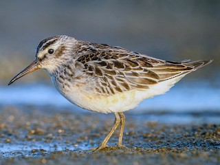  - Broad-billed Sandpiper