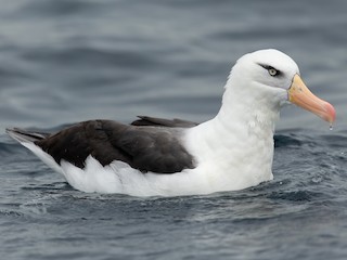 Dolmányos albatrosz - eBird