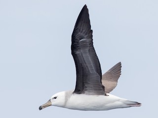 Black-browed Albatross - eBird