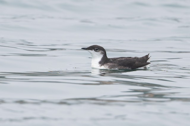 Scripps's Murrelet