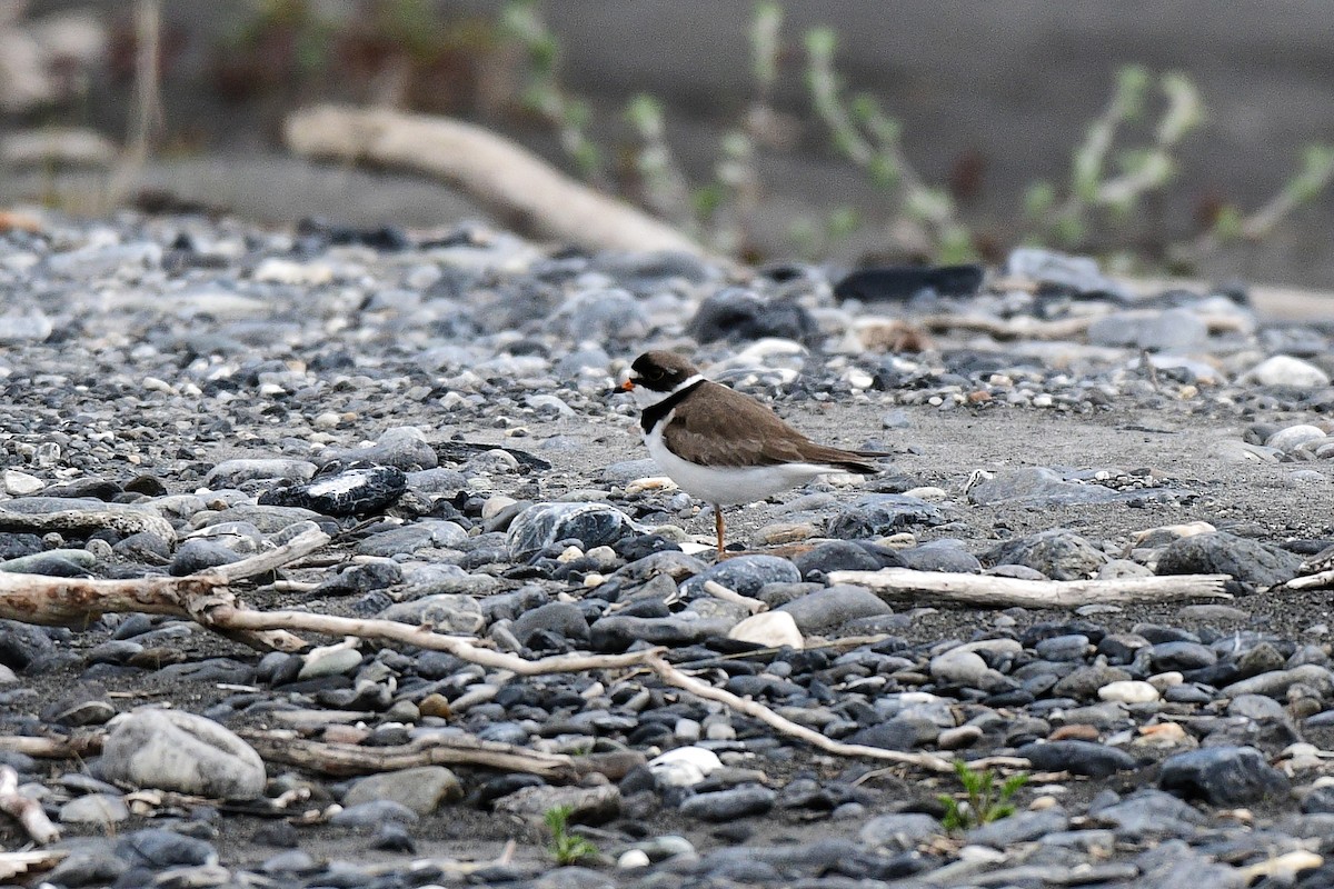 Semipalmated Plover - ML62337831