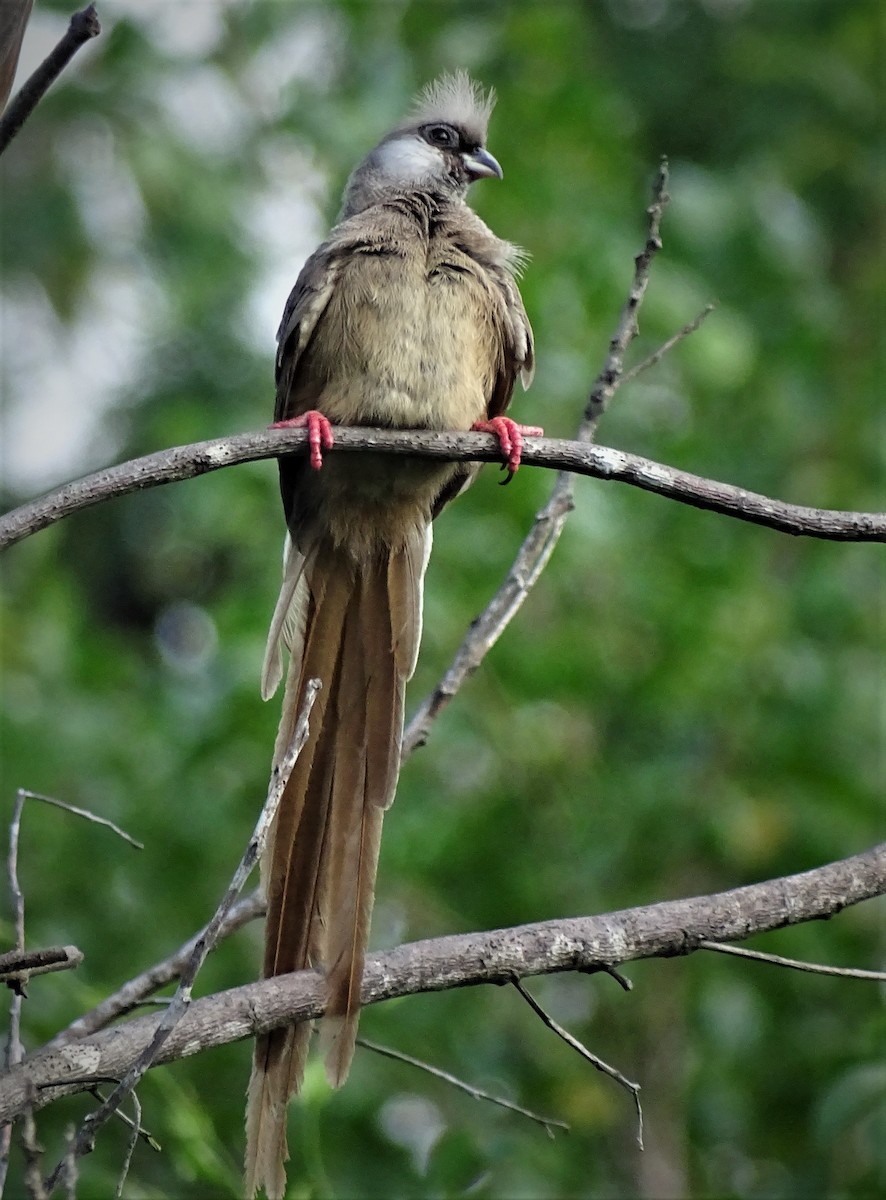 Speckled Mousebird - ML62337851