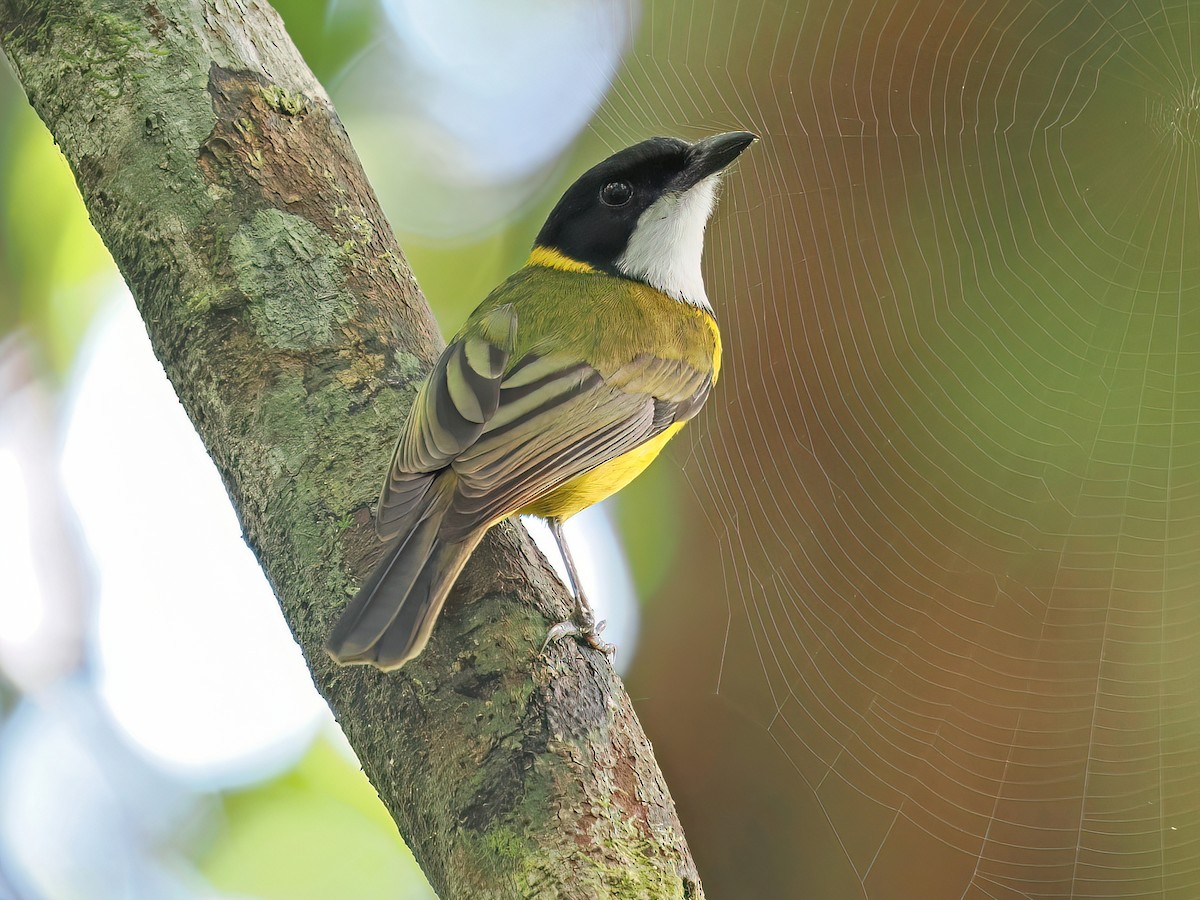 Moluccan Whistler - Pachycephala macrorhyncha - Birds of the World