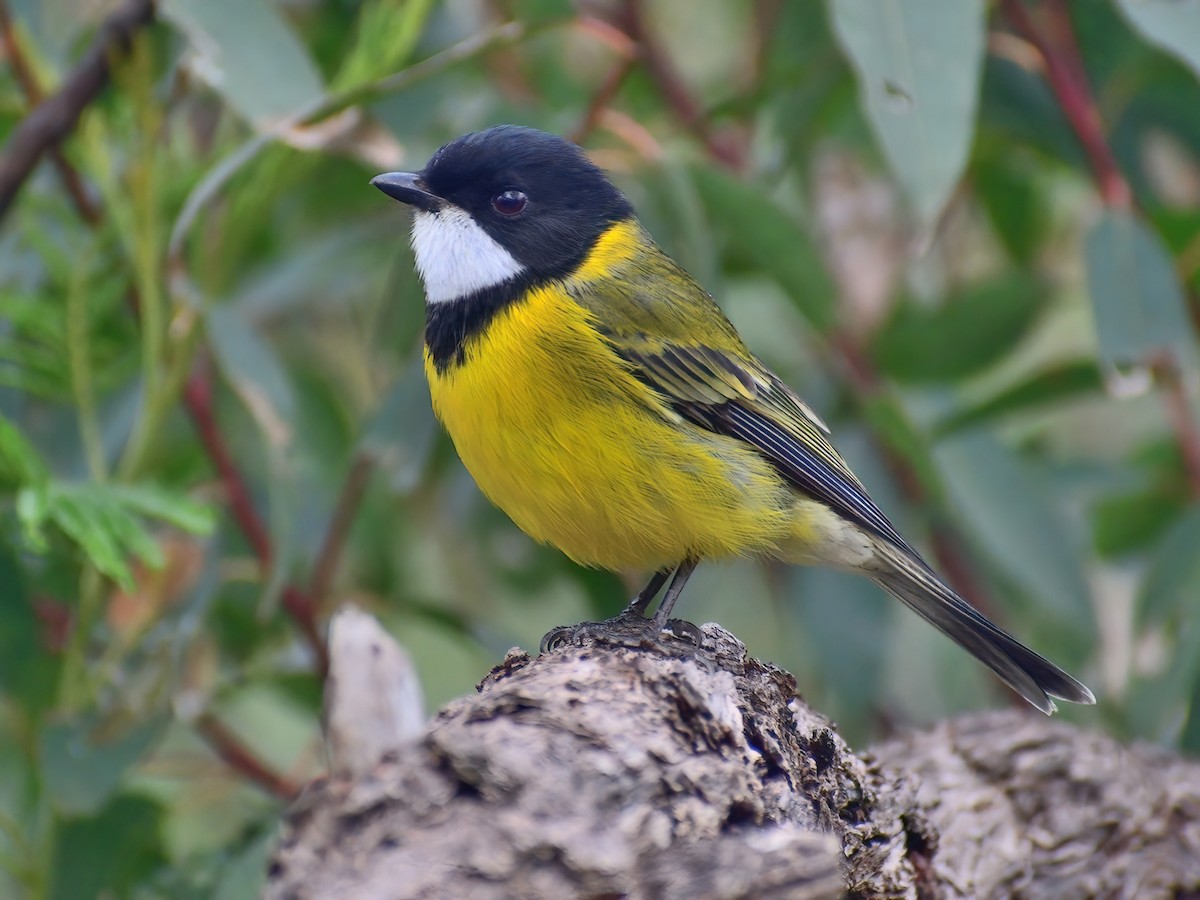 golden-whistler-pachycephala-pectoralis-birds-of-the-world