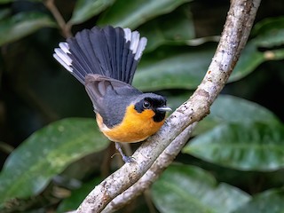  - Australian Spectacled Monarch