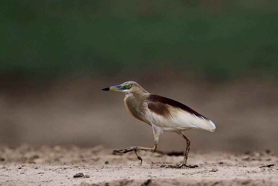 Indian Pond-Heron - PANKAJ GUPTA