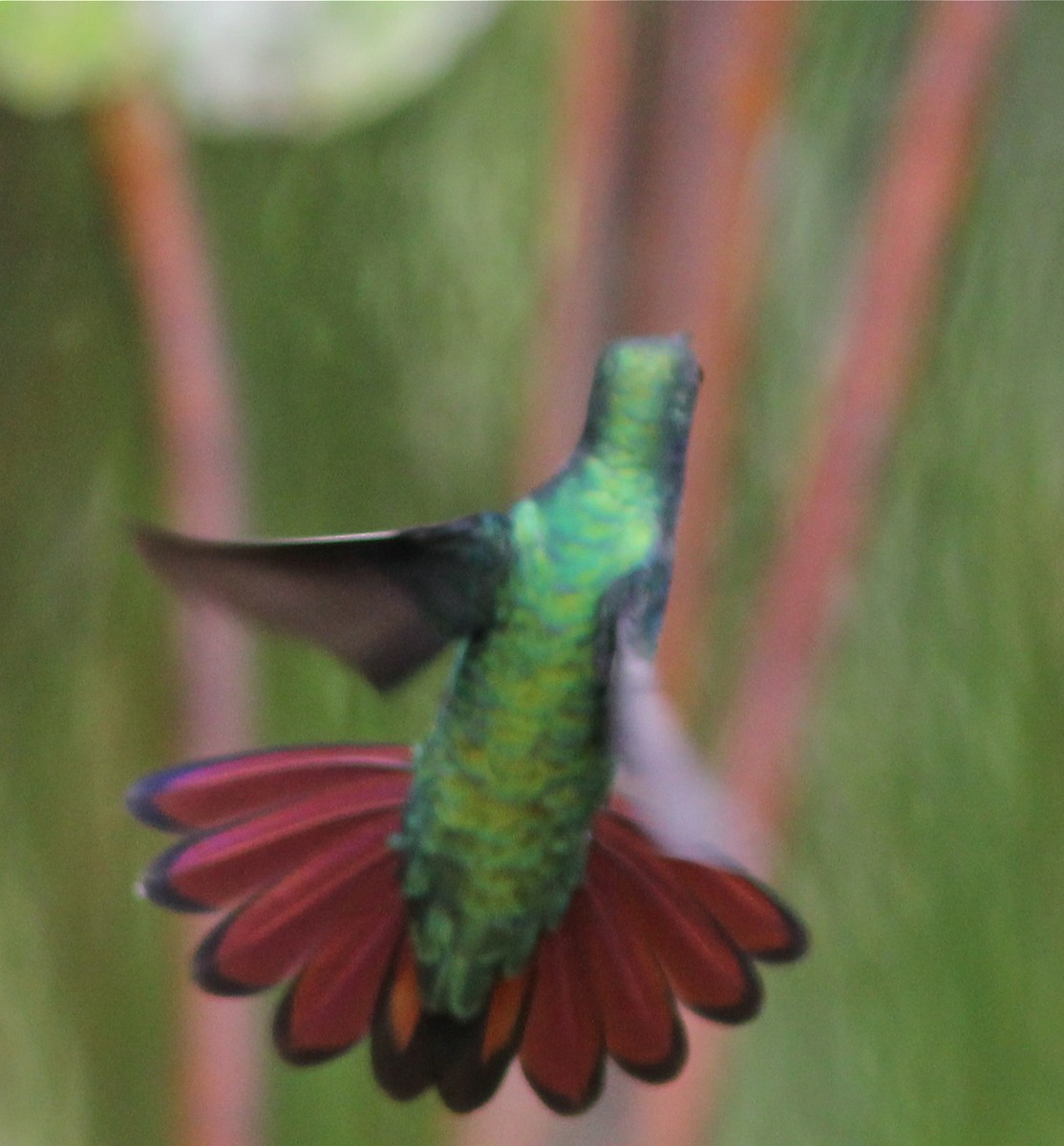 kolibřík tropický - ML62341321
