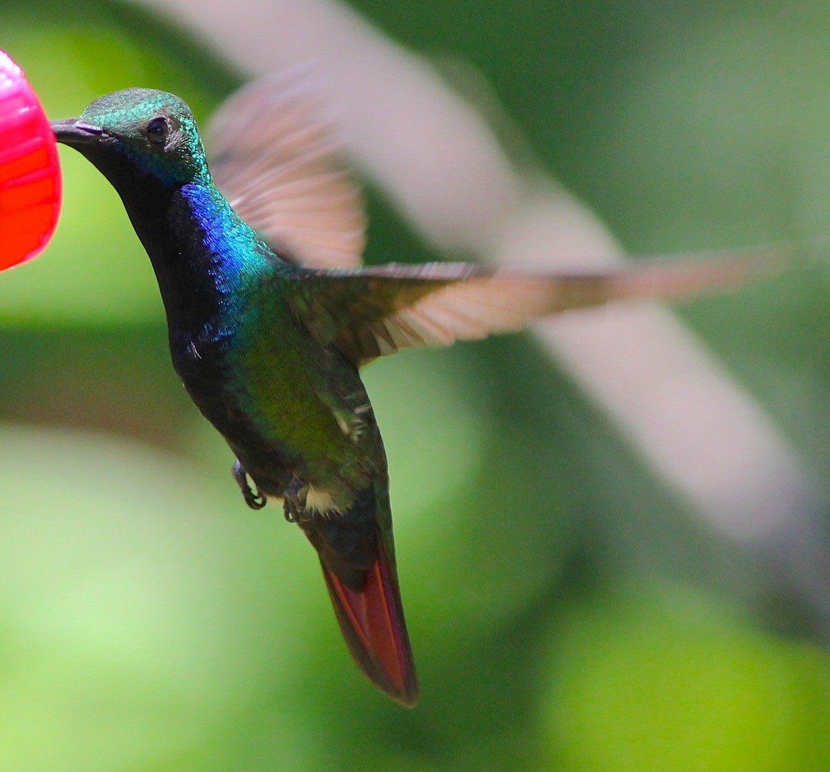 kolibřík tropický - ML62341331