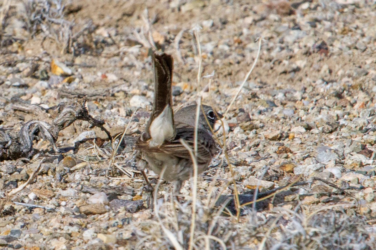 Sagebrush Sparrow - Scott Heidorn