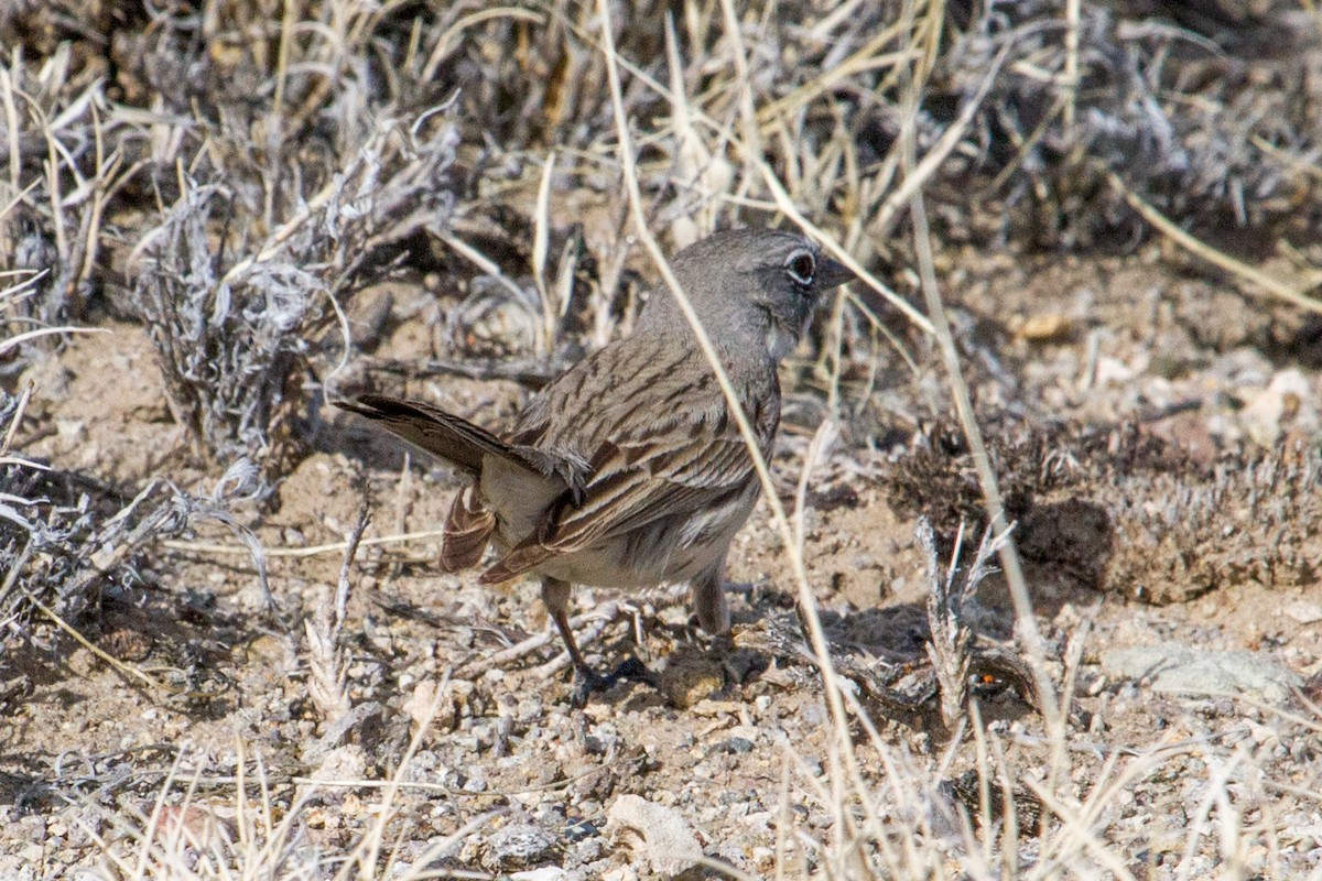 Sagebrush Sparrow - Scott Heidorn