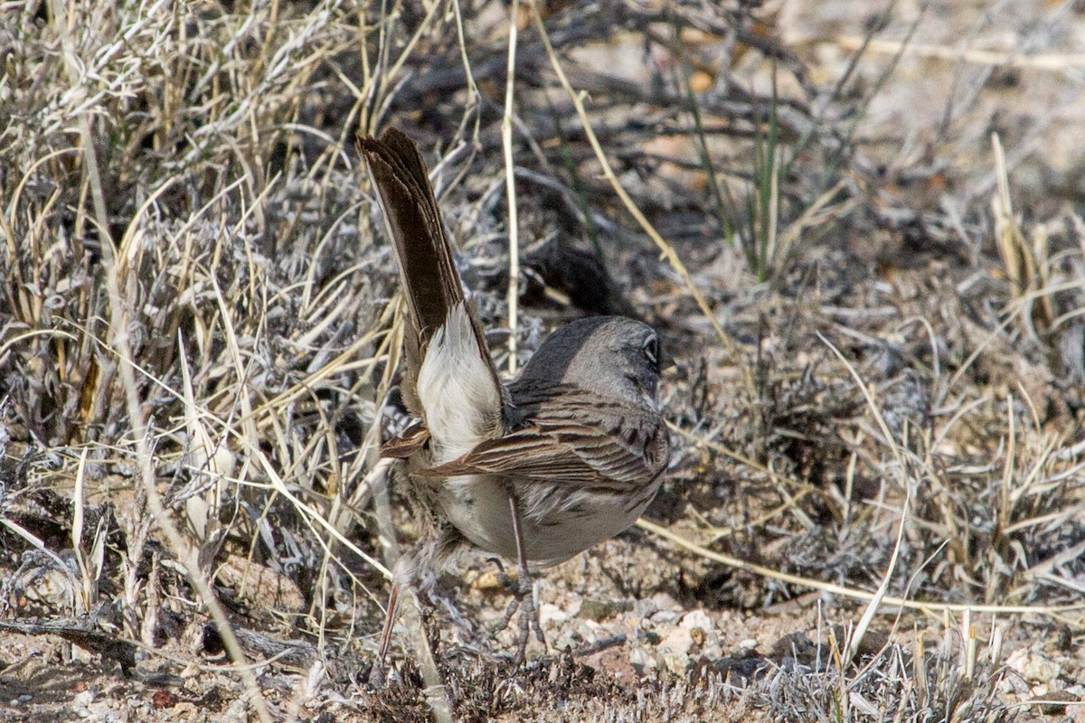 Sagebrush Sparrow - ML62341591