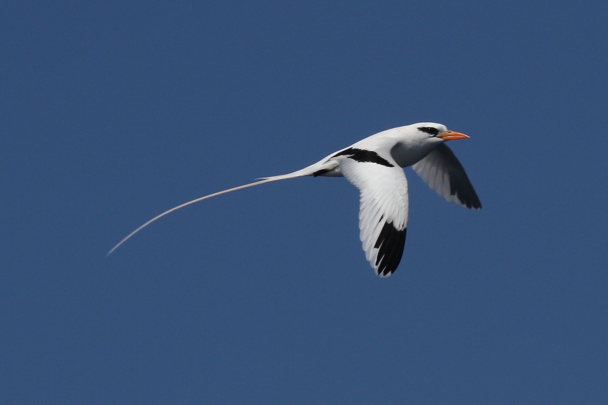 シラオネッタイチョウ Catesbyi Ebird