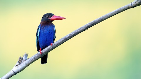Photos - Javan Kingfisher - Halcyon cyanoventris - Birds of the World