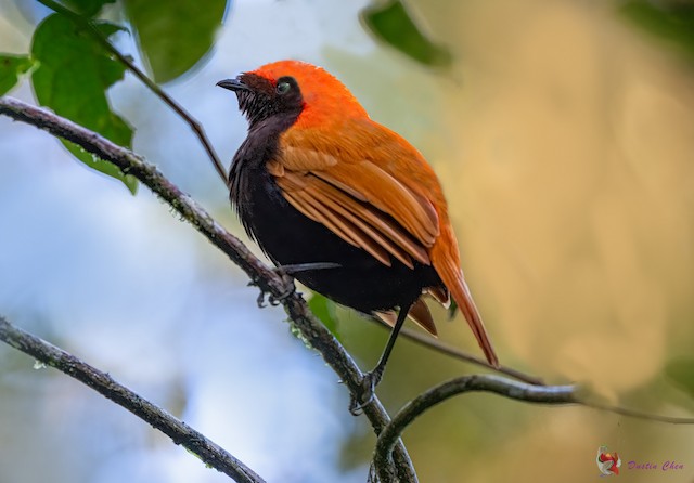  - Crested Satinbird - 