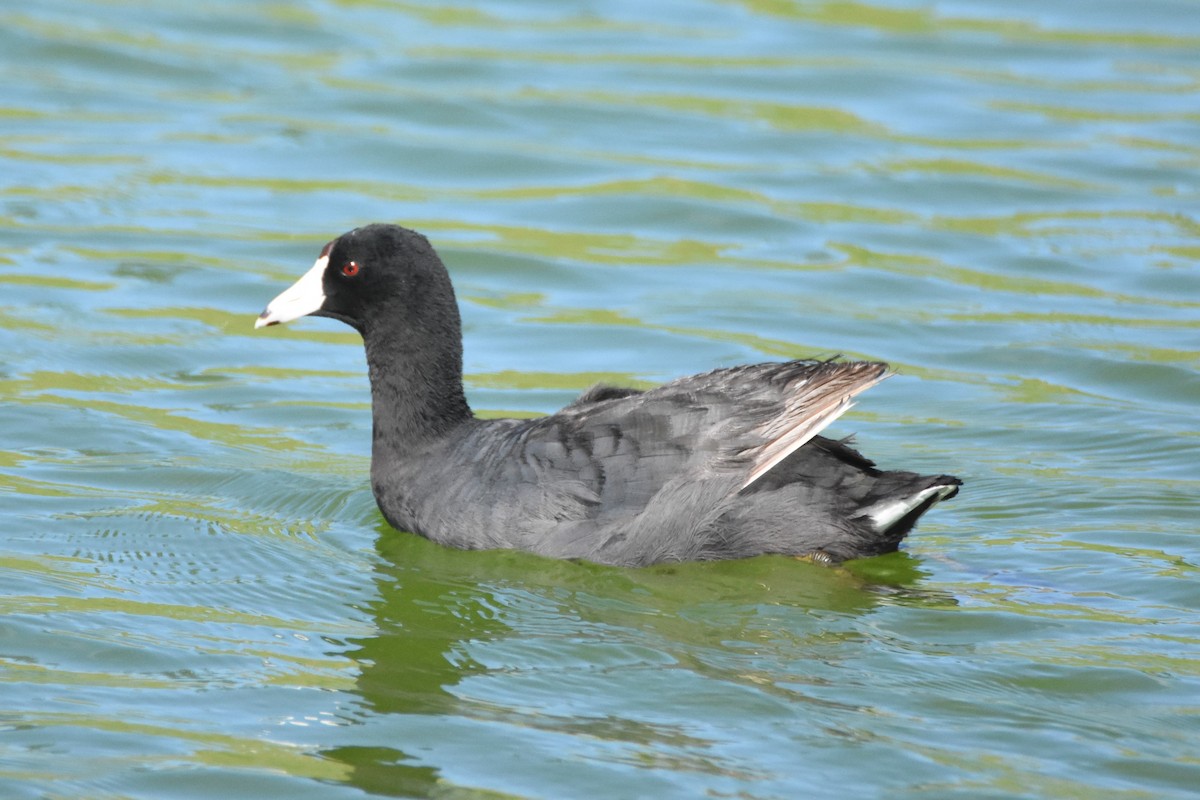 American Coot - Andrew Dobson
