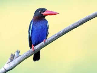  - Javan Kingfisher