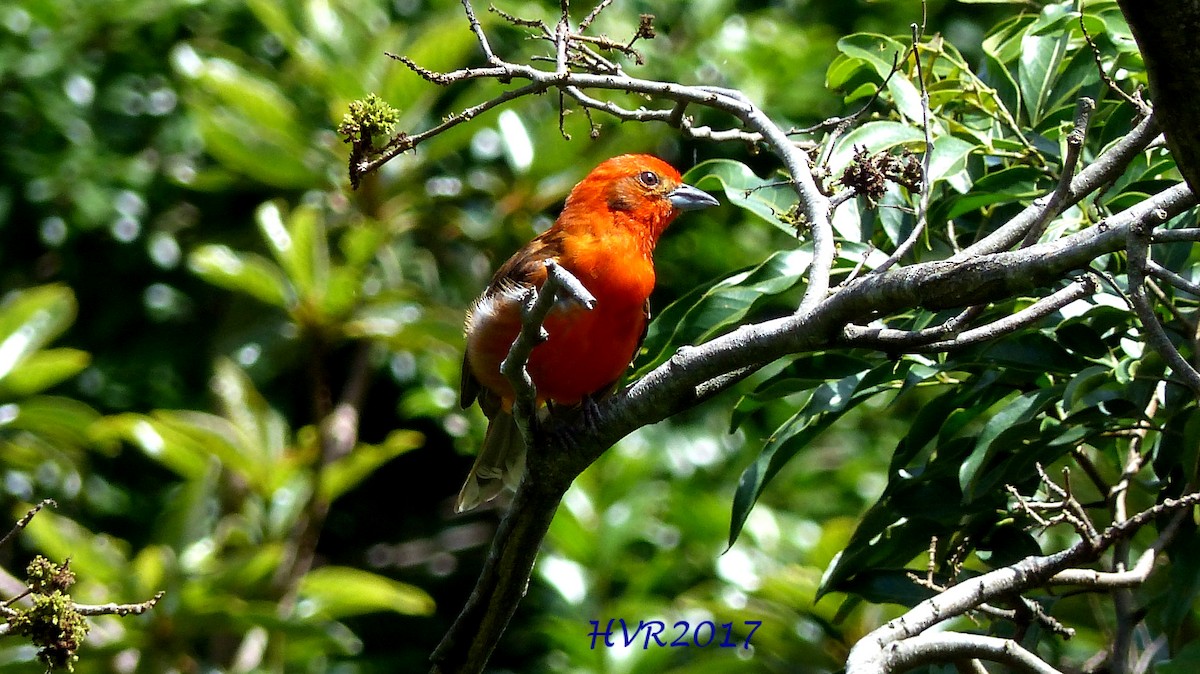 Flame-colored Tanager - ML62351641