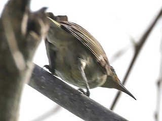 Tagula Honeyeater - eBird