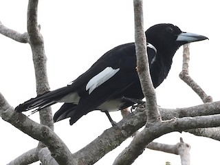 Tagula Butcherbird - eBird