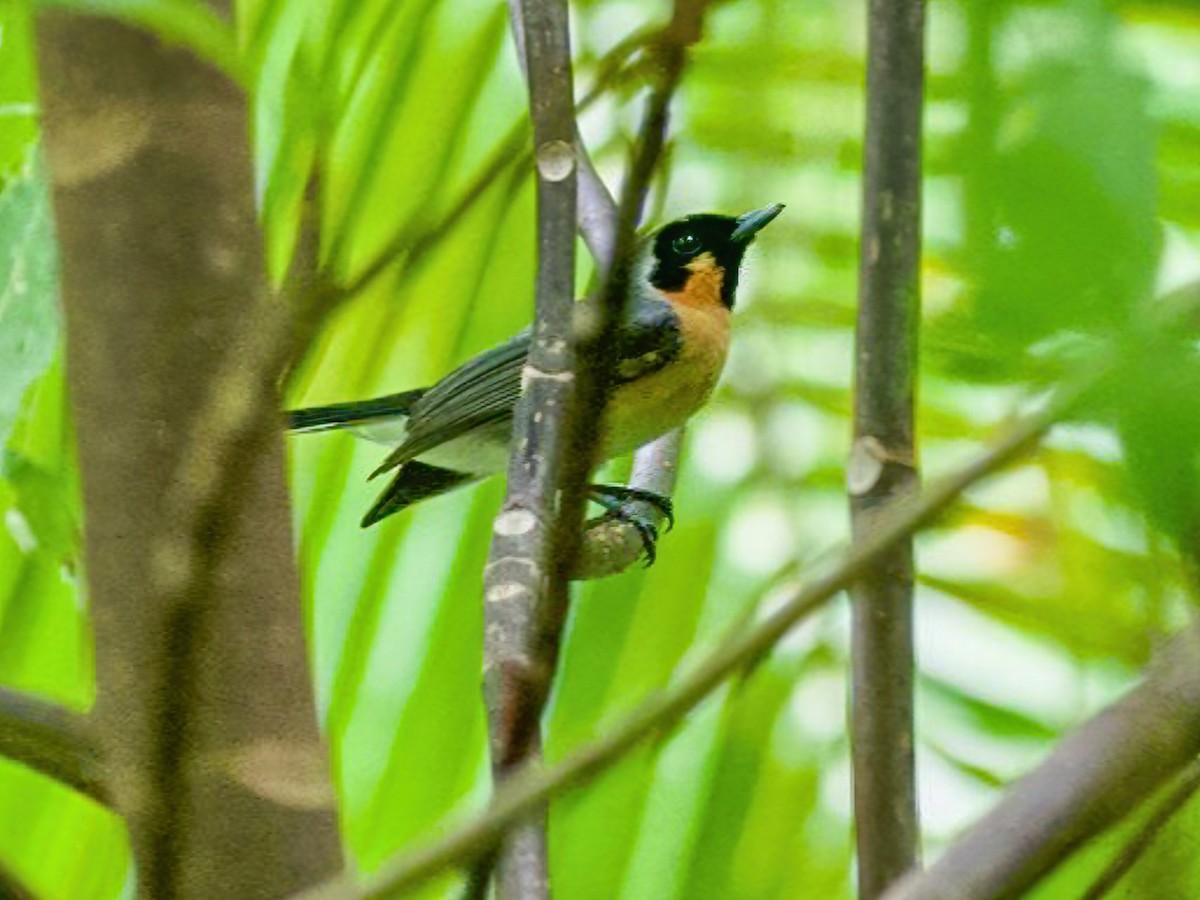 Louisiade Spectacled Monarch - Symposiachrus melanopterus - Birds of ...
