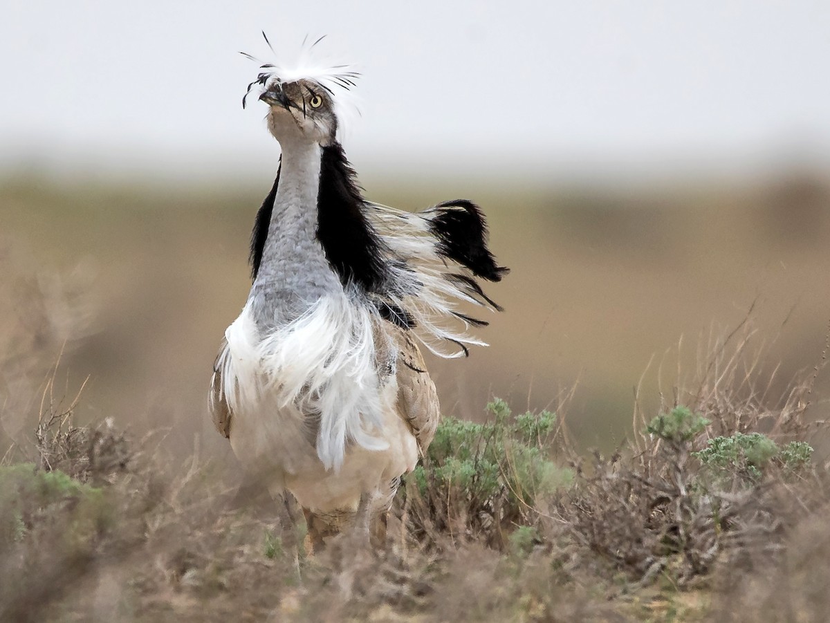 Qizi bilan ikki uchun porno