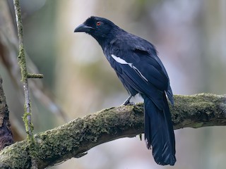 Malayan Black Magpie - Platysmurus leucopterus - Birds of the World