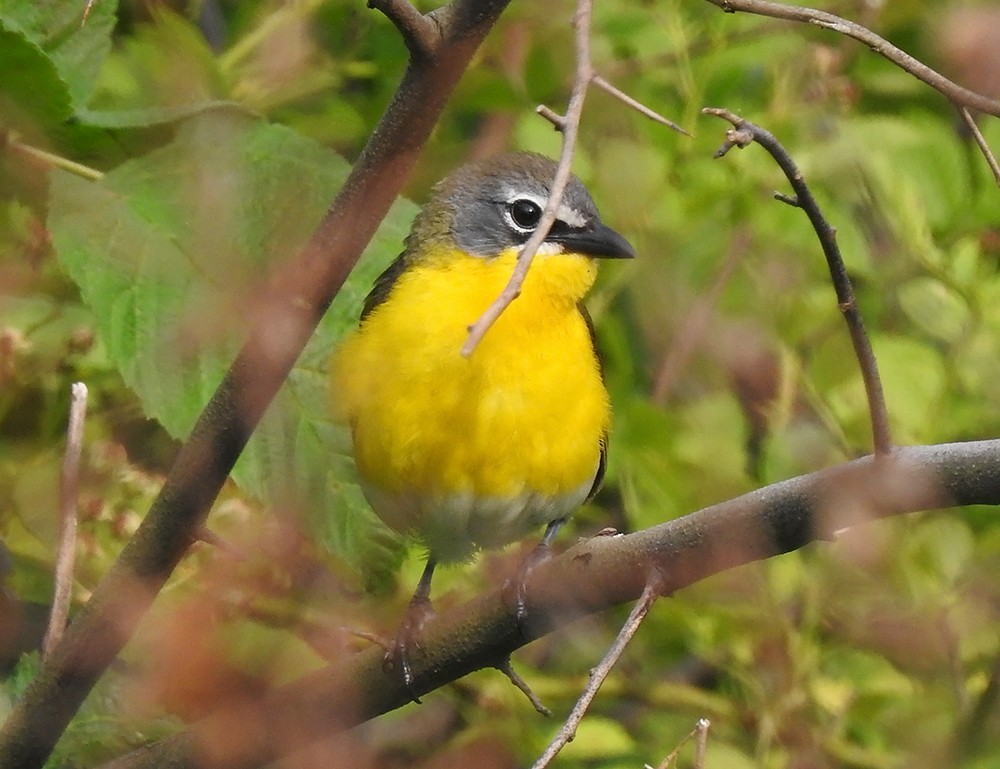 Yellow-breasted Chat - ML62353161