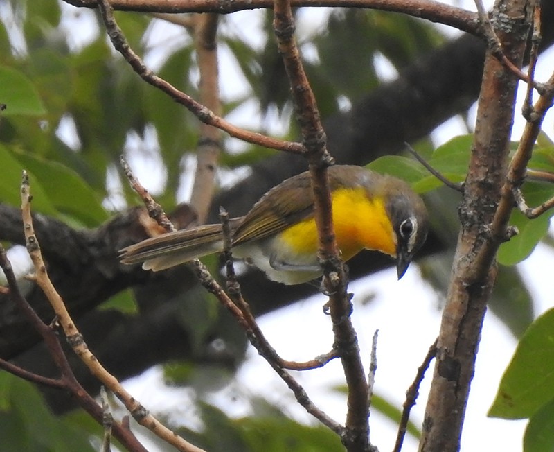 Yellow-breasted Chat - ML62353171