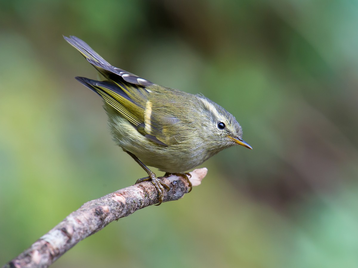 Buff-barred Warbler - Phylloscopus pulcher - Birds of the World