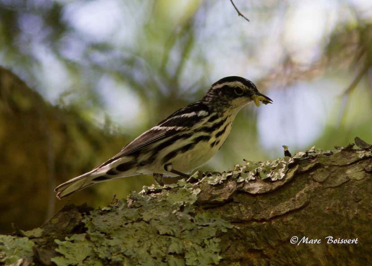 Black-and-white Warbler - ML62356931