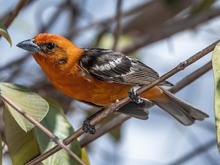 Male - Daniel Garza Tobón - ML623570313