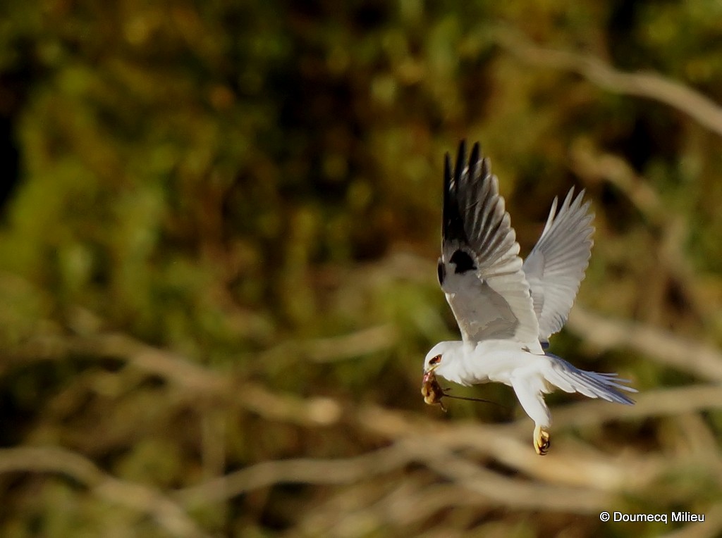 White-tailed Kite - Ricardo  Doumecq Milieu