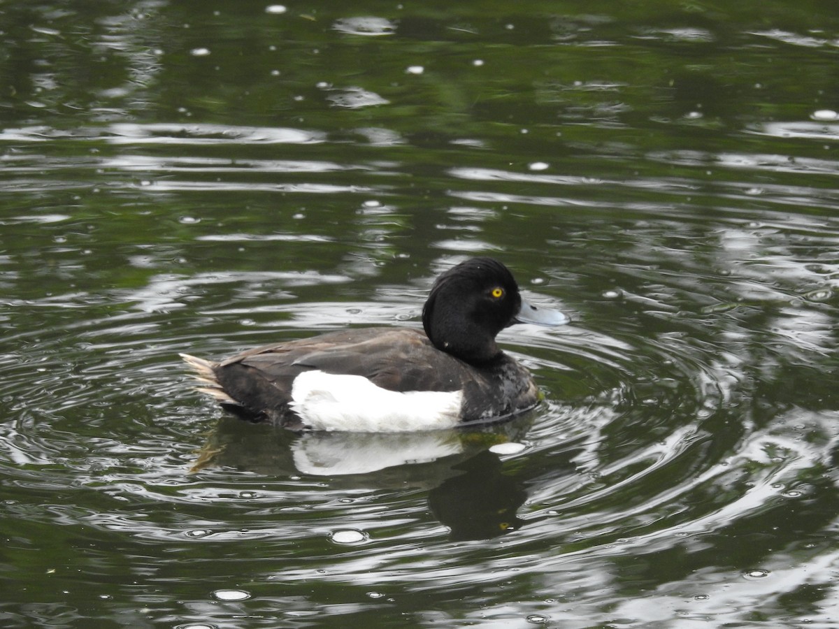 Tufted Duck - ML62358031