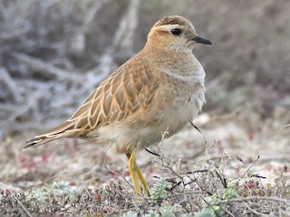 Nonbreeding adult - Santiago Caballero Carrera - ML623630511