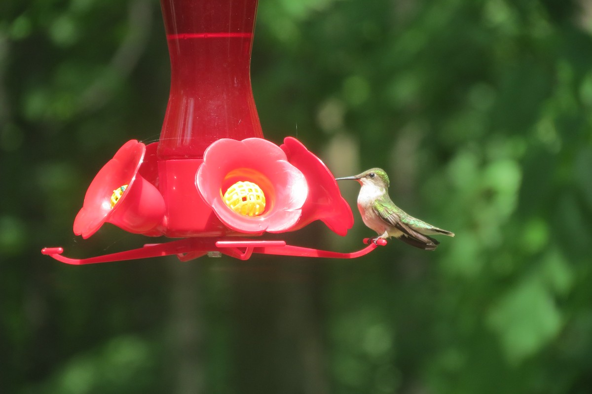 Ruby-throated Hummingbird - ML62366731