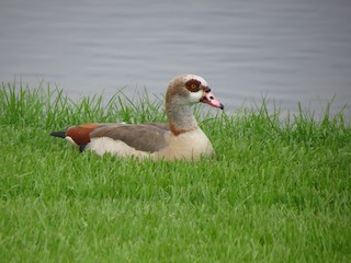 Egyptian Goose, ML62368311