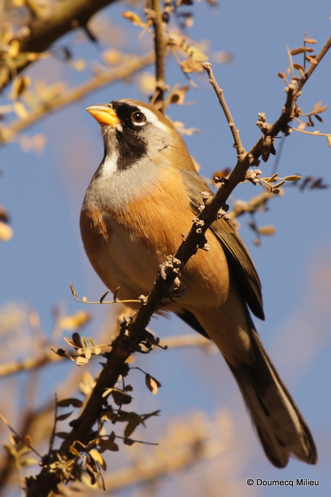 Many-colored Chaco Finch - ML62369441