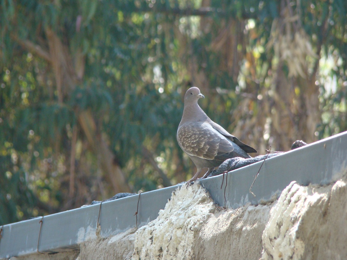 Spot-winged Pigeon - ML62371671