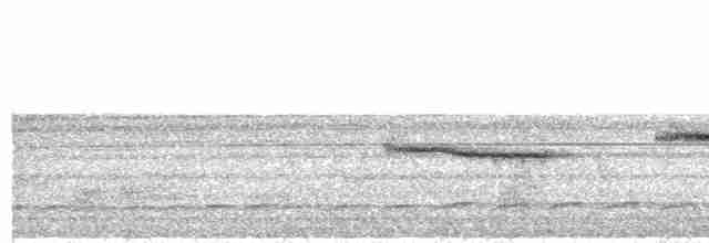  - Little Slaty Flycatcher