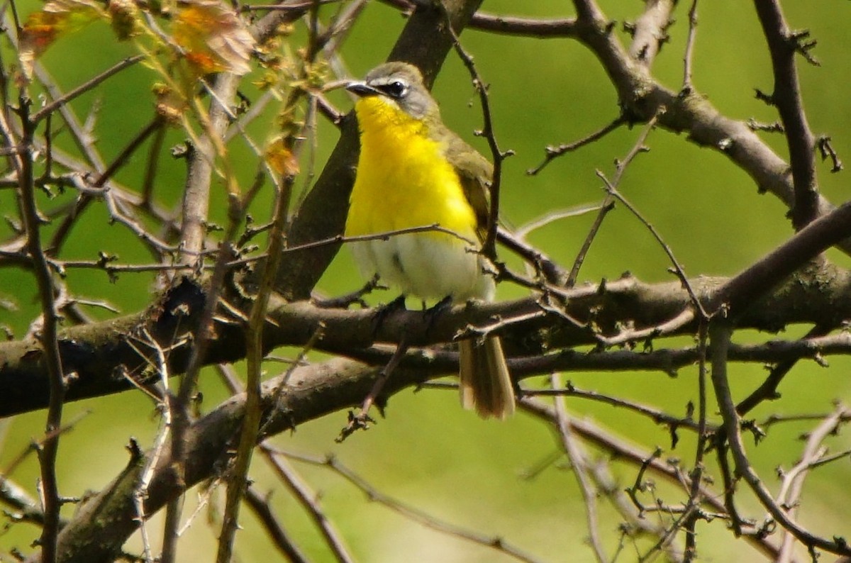 Yellow-breasted Chat - ML62373161
