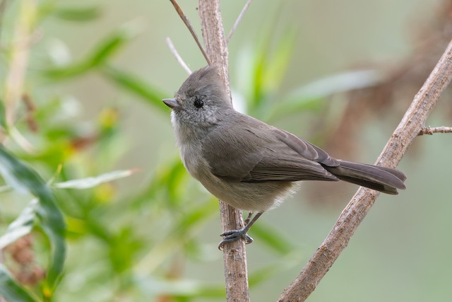 Oak Titmouse