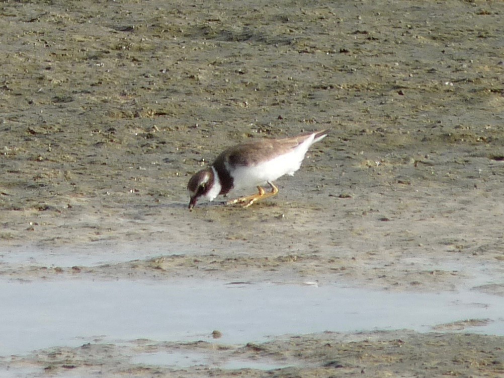 Semipalmated Plover - ML62377111