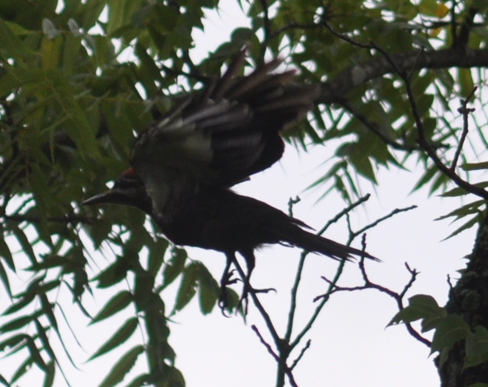 Pileated Woodpecker - M.K. McManus-Muldrow