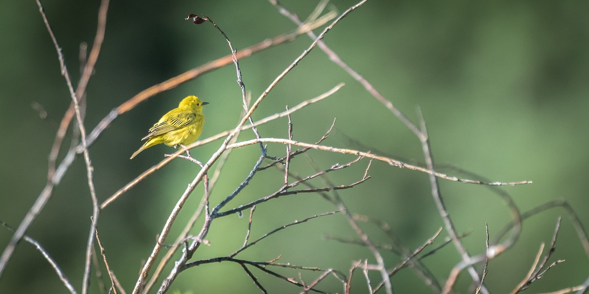 Yellow Warbler - ML62378601