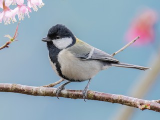 Asian Tit - Parus cinereus - Birds of the World